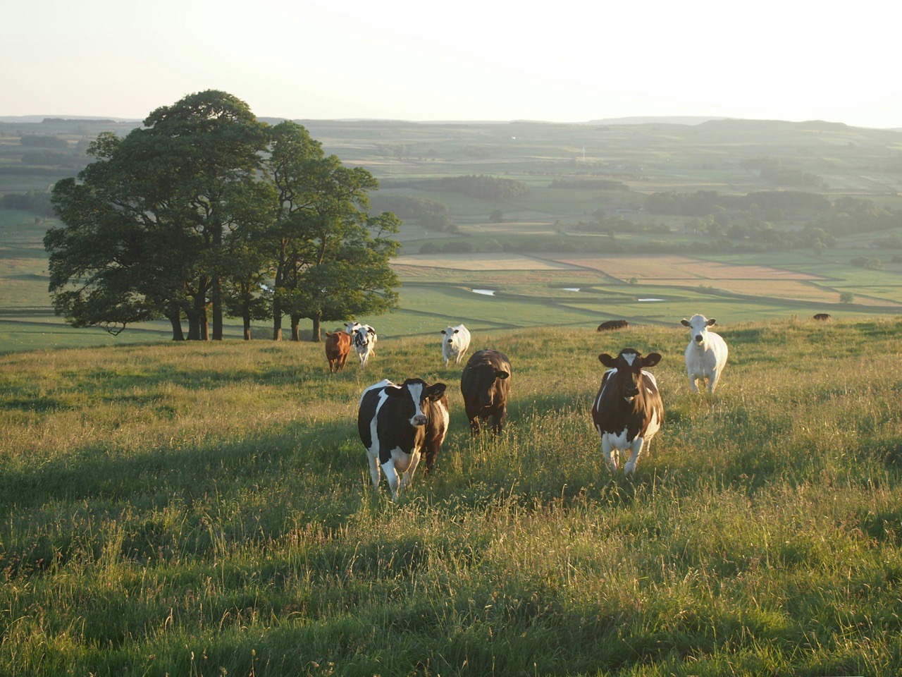 A herd of dairy cows walking through a sunlit pasture, hills in the distance.