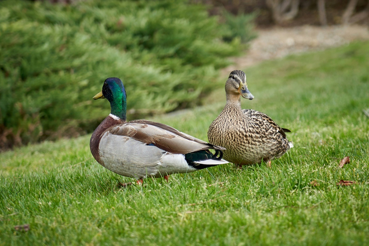 A mallard drake and hen standing on green grass.