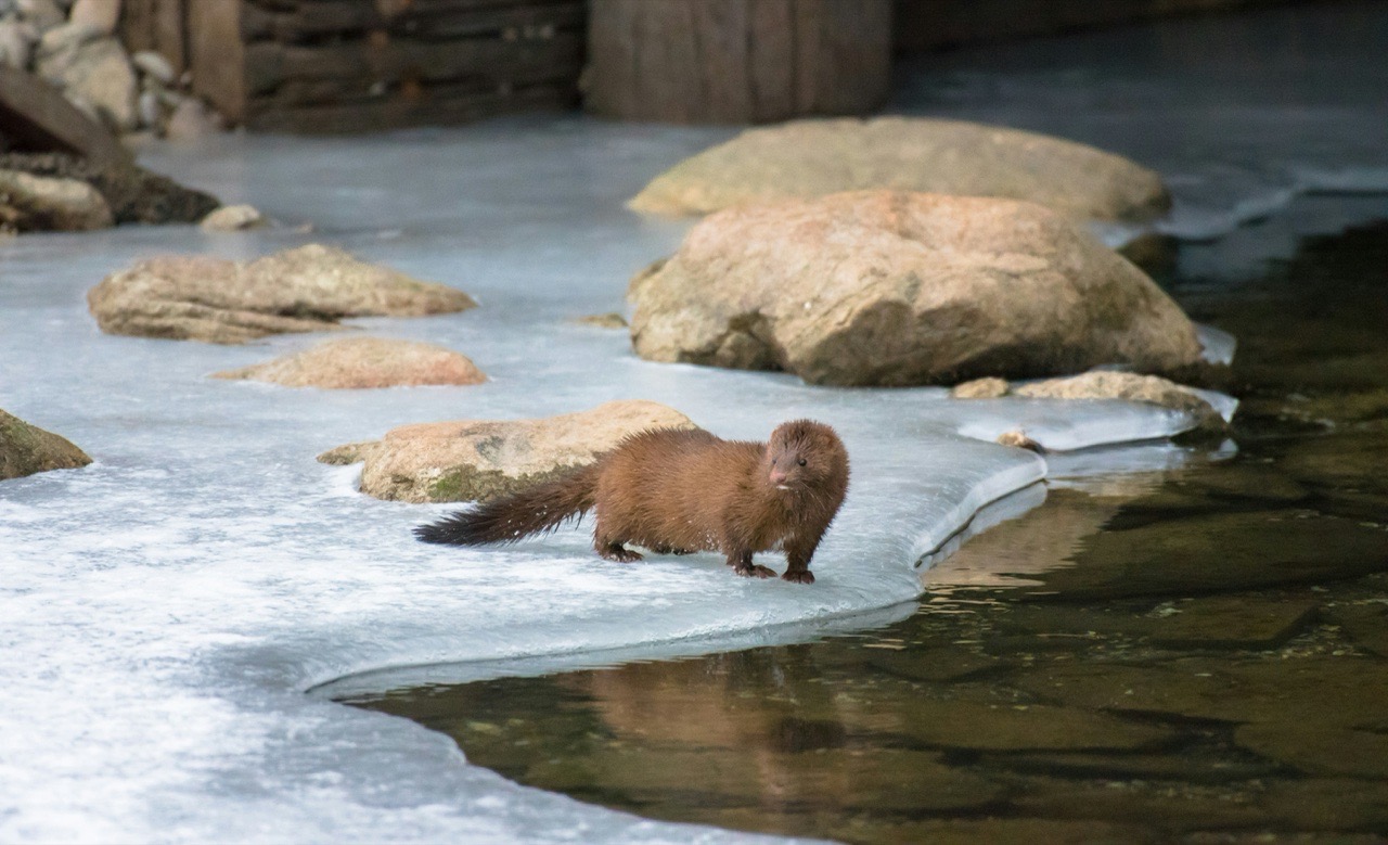 A wild mink walking across an icy stream.